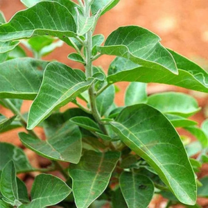 Ashwagandha Plants Medicinal Plants