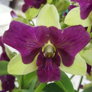 Deep Green Three Lips Orchids