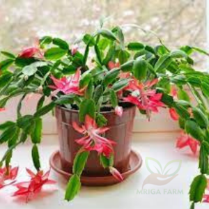 Christmas Cactus Sacullant