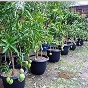 Mankurad Mango - Goan delight Fruit Plant