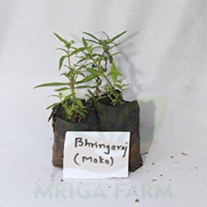 Bhringraj maka plant Medicinal Plants