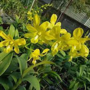 Dendrobium - yellow Orchids