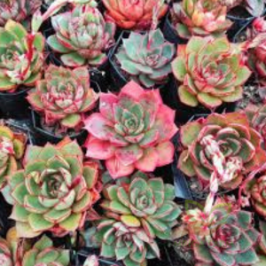 Echeveria Plants Sacullant