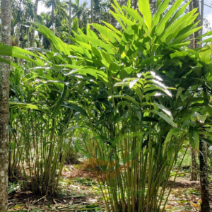 Cardamon plant -Big Cardamom