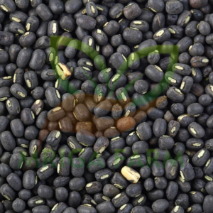 Black Gram