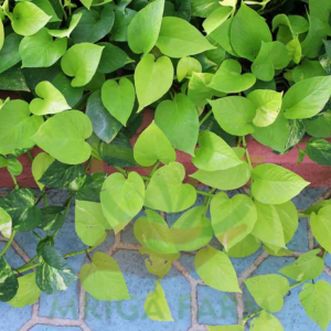 pothos-plants Indoor Plants