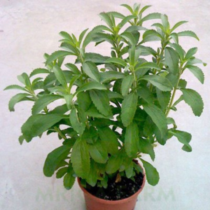 Stevia Plant Medicinal Plants