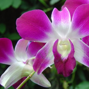 Dendrobium-purple Orchids