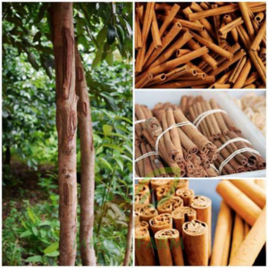 Cinnamon plants Spices Plants
