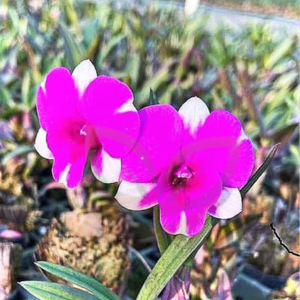 drobium white purple Orchids