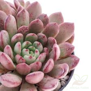 Graptoveria Pink Sacullant