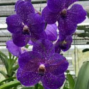Vanda Orchid