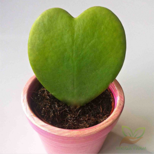 Hoya Kerrii Heart Leaf Sacullant