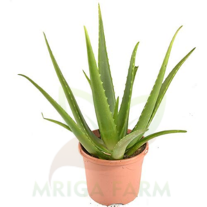 Aloe vera plant Medicinal Plants