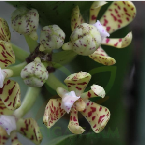 EXOTIC ACAMPE PRAEMORSA ORCHID