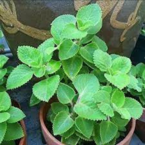 Mexican Mint Spices Plants