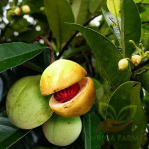 Nutmeg plant