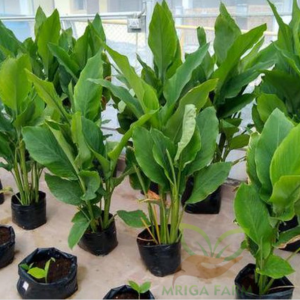 Selum turmeric plant