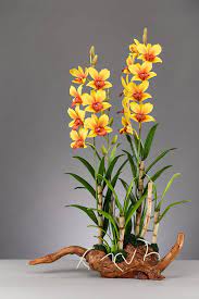 Dendrobium - yellow red Orchids