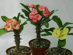 Euphorbia Sacullant