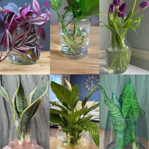 Inddor plant grow in water Indoor Plants