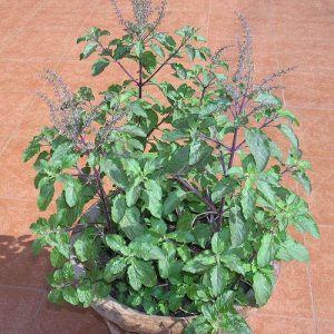 Tulsi plant Medicinal Plants